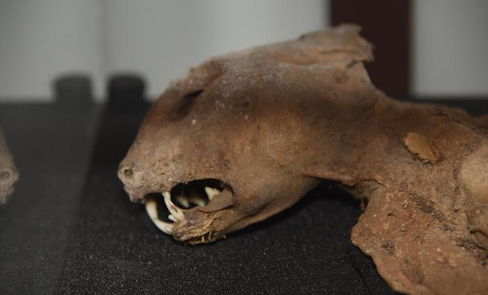 Our collections explore superstitions and beliefs throughout the years